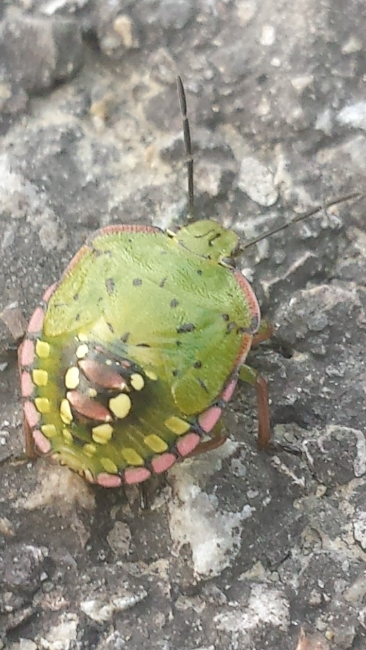 Cimice mai vista...ninfa di Nezara vridula (Pentatomidae)